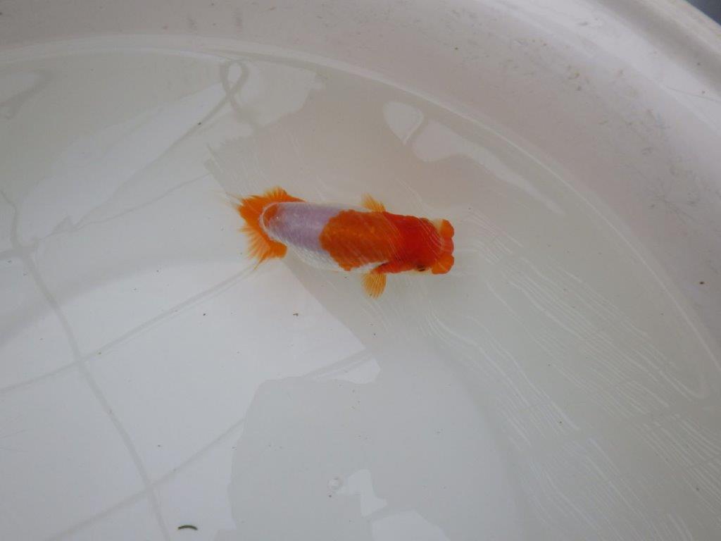 【お盆期間のセール価格・15日まで】東大関獲得ブリーダー 当歳らんちゅうC約11㎝