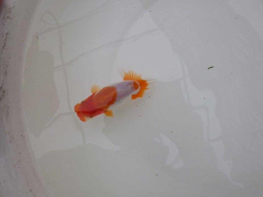 【お盆期間のセール価格・15日まで】東大関獲得ブリーダー 当歳らんちゅうC約11㎝