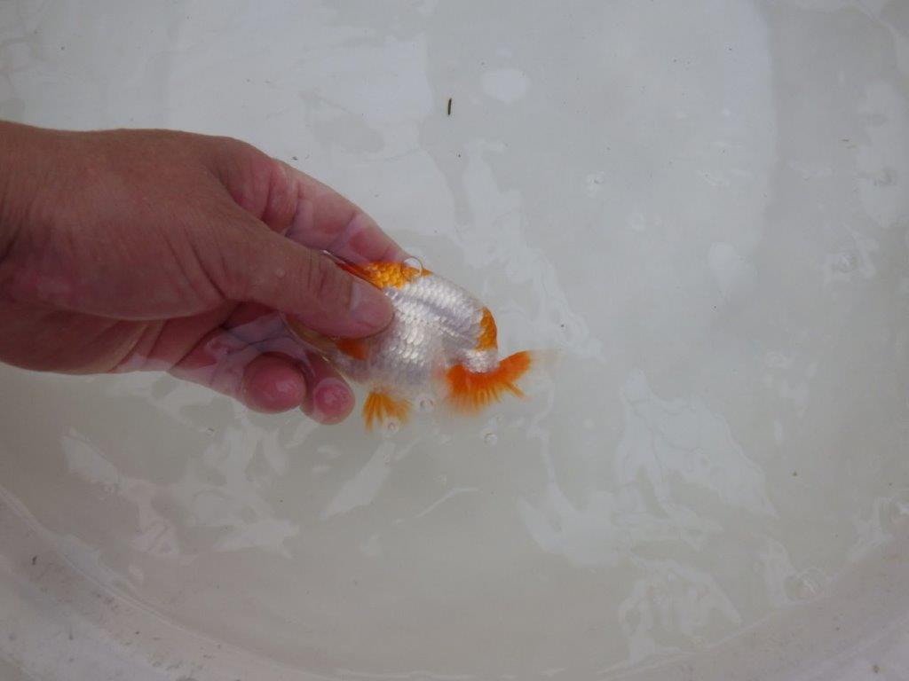 【お盆期間のセール価格・15日まで】東大関獲得ブリーダー 当歳らんちゅうC約11㎝