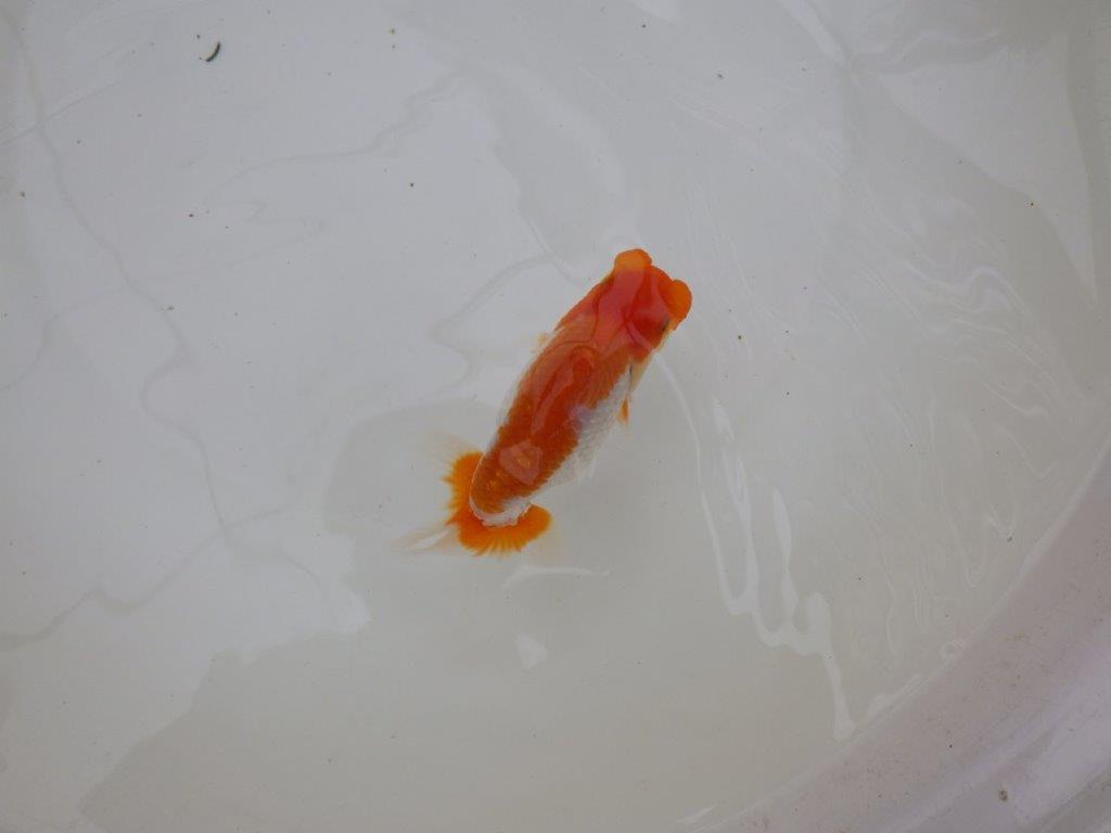 【お盆期間のセール価格・15日まで】東大関獲得ブリーダー 当歳らんちゅうE約11,5㎝