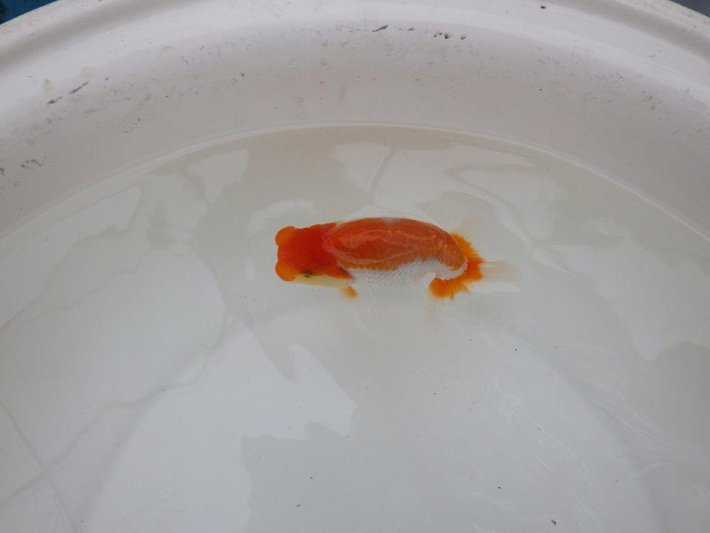 【お盆期間のセール価格・15日まで】東大関獲得ブリーダー 当歳らんちゅうE約11,5㎝