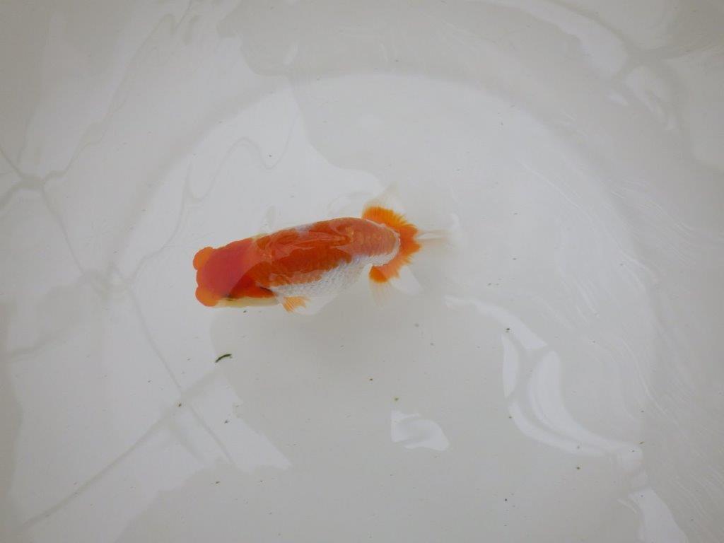 【お盆期間のセール価格・15日まで】東大関獲得ブリーダー 当歳らんちゅうE約11,5㎝