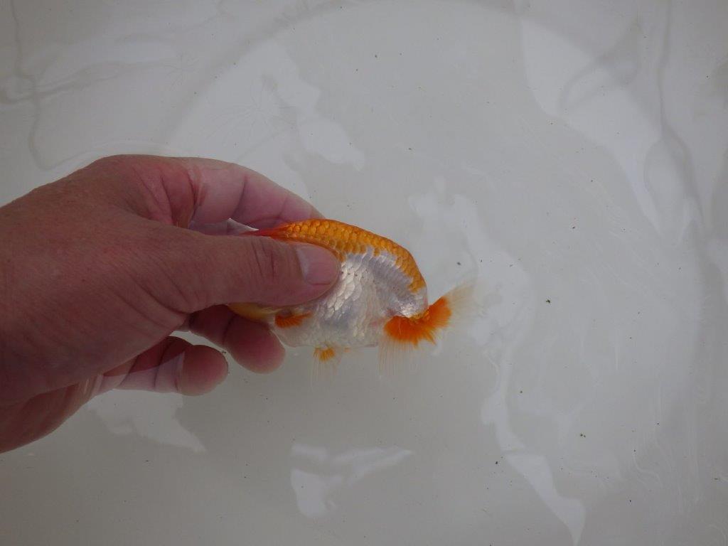 【お盆期間のセール価格・15日まで】東大関獲得ブリーダー 当歳らんちゅうE約11,5㎝