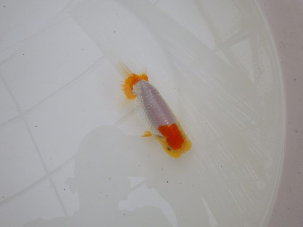 【お盆期間のセール価格・１５日まで】東大関獲得ブリーダー 当歳らんちゅうG約12㎝