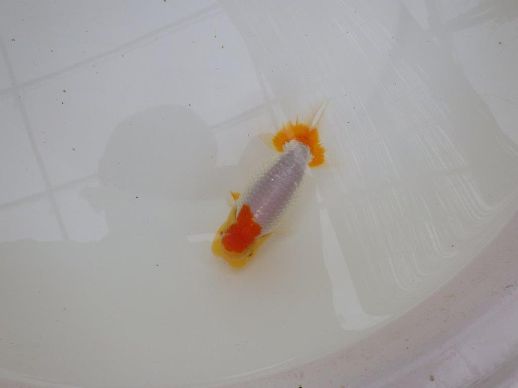 【お盆期間のセール価格・１５日まで】東大関獲得ブリーダー 当歳らんちゅうG約12㎝