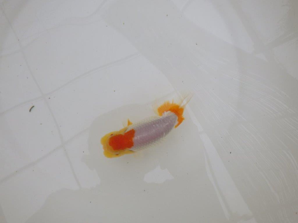 【お盆期間のセール価格・１５日まで】東大関獲得ブリーダー 当歳らんちゅうG約12㎝