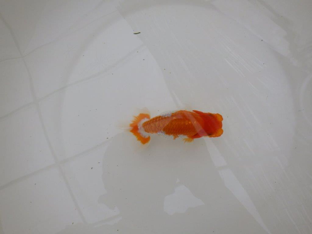 【お盆期間のセール価格・１５日まで】東大関獲得ブリーダー 当歳らんちゅうI約12㎝