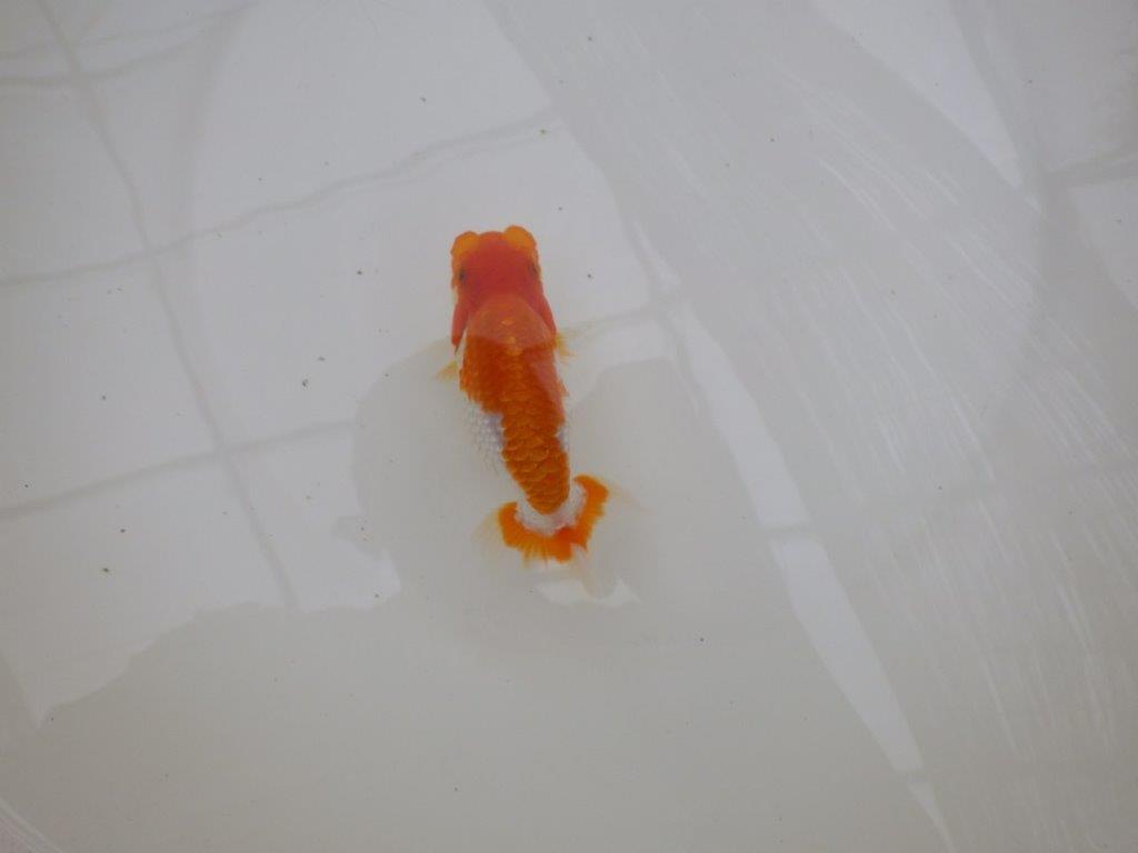 【お盆期間のセール価格・１５日まで】東大関獲得ブリーダー 当歳らんちゅうI約12㎝