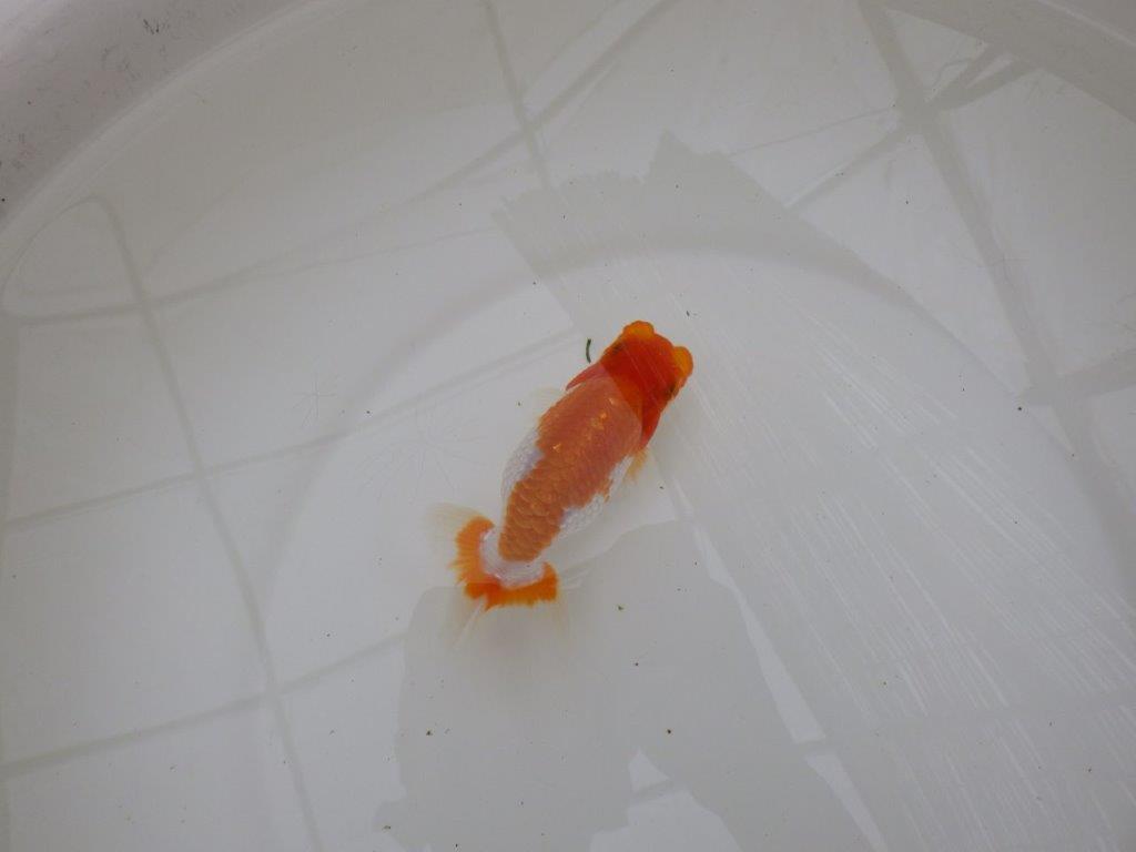 【お盆期間のセール価格・１５日まで】東大関獲得ブリーダー 当歳らんちゅうI約12㎝