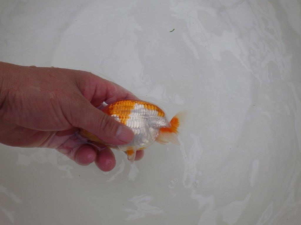 【お盆期間のセール価格・１５日まで】東大関獲得ブリーダー 当歳らんちゅうI約12㎝
