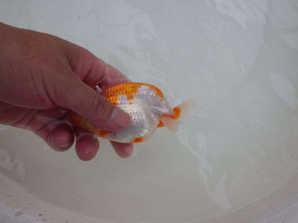 【お盆期間のセール価格・15日まで】東大関獲得ブリーダー 当歳らんちゅうJ約12㎝