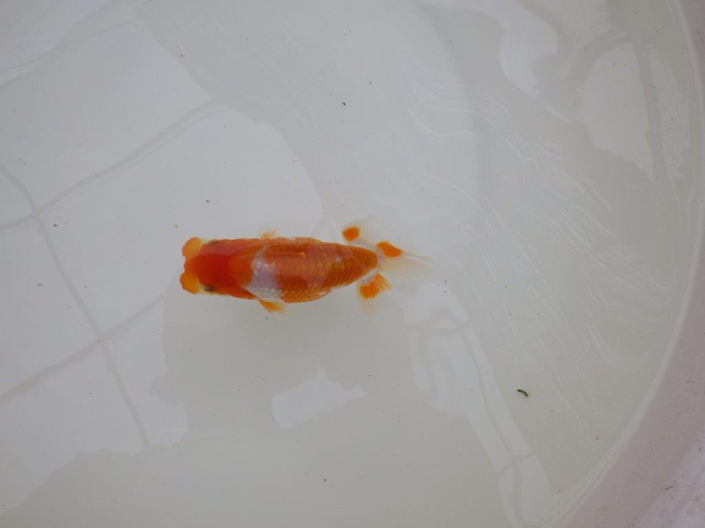 【お盆期間のセール価格・１５日まで】東大関獲得ブリーダー 当歳らんちゅうK約12㎝
