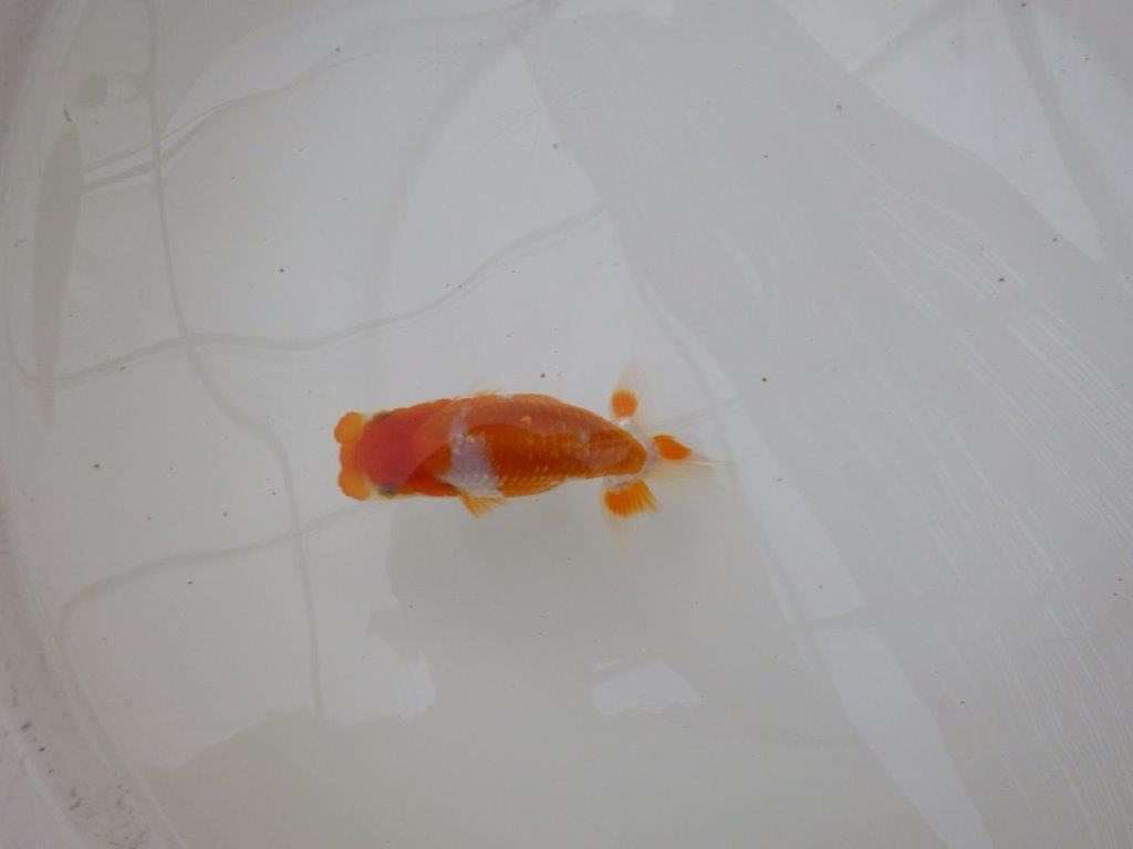 【お盆期間のセール価格・１５日まで】東大関獲得ブリーダー 当歳らんちゅうK約12㎝