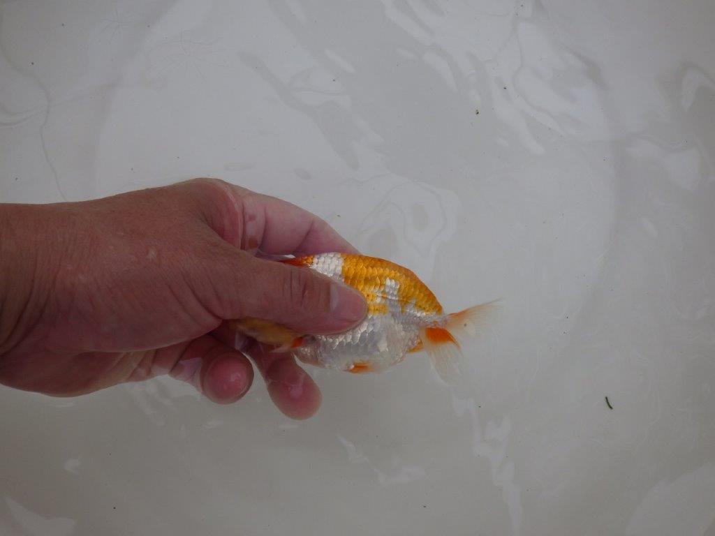【お盆期間のセール価格・１５日まで】東大関獲得ブリーダー 当歳らんちゅうK約12㎝