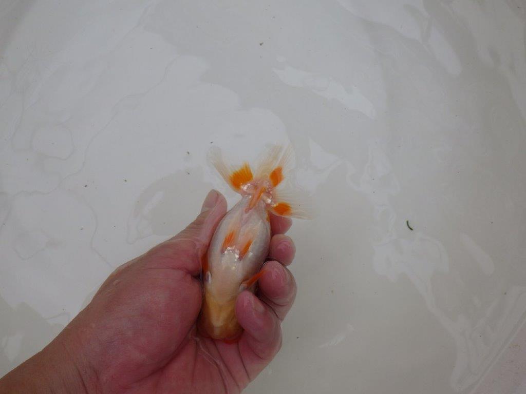 【お盆期間のセール価格・１５日まで】東大関獲得ブリーダー 当歳らんちゅうK約12㎝