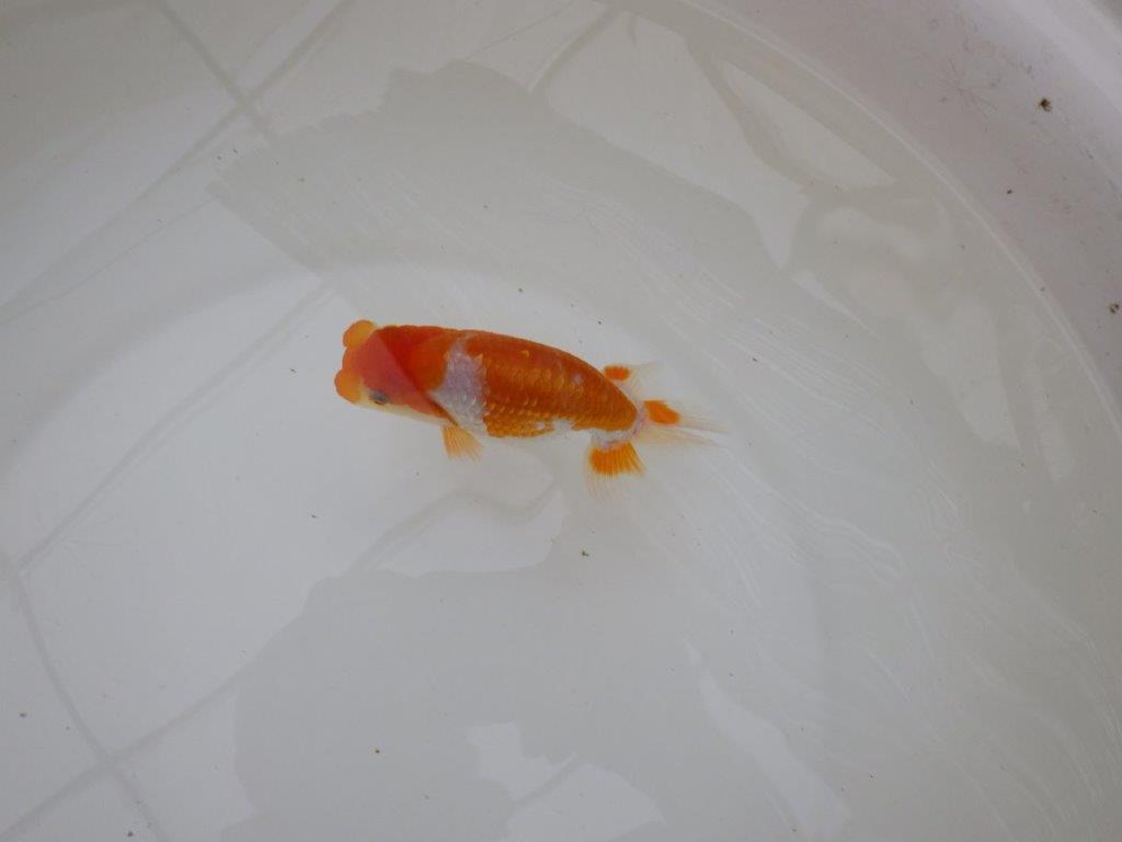 【お盆期間のセール価格・１５日まで】東大関獲得ブリーダー 当歳らんちゅうK約12㎝
