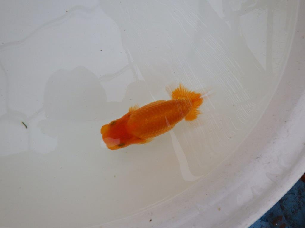 【お盆期間のセール価格・１５日まで】東大関獲得ブリーダー 当歳らんちゅうL約13㎝
