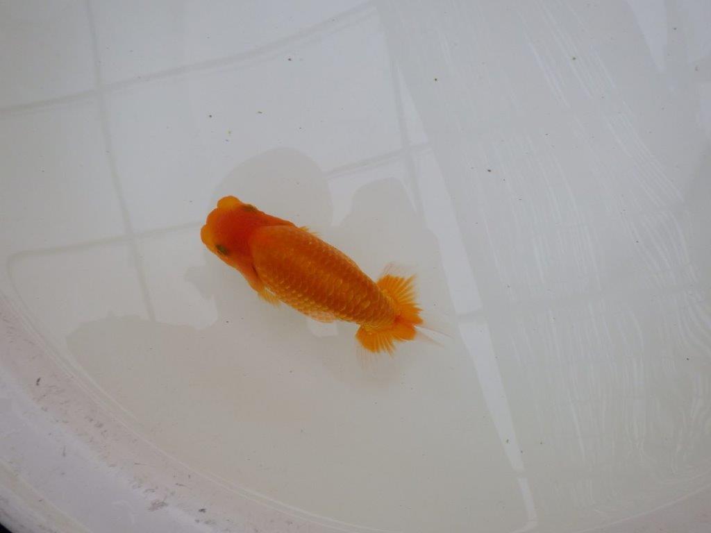【お盆期間のセール価格・１５日まで】東大関獲得ブリーダー 当歳らんちゅうL約13㎝