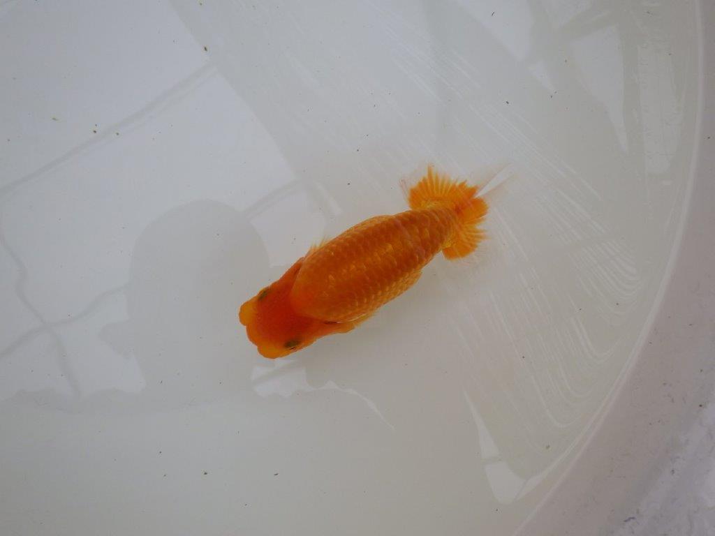 【お盆期間のセール価格・１５日まで】東大関獲得ブリーダー 当歳らんちゅうL約13㎝