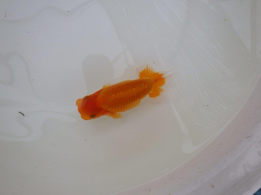 【お盆期間のセール価格・１５日まで】東大関獲得ブリーダー 当歳らんちゅうL約13㎝