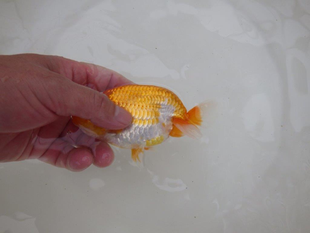 【お盆期間のセール価格・１５日まで】東大関獲得ブリーダー 当歳らんちゅうL約13㎝