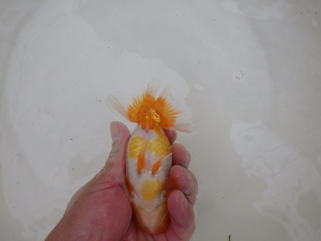 【お盆期間のセール価格・１５日まで】東大関獲得ブリーダー 当歳らんちゅうL約13㎝