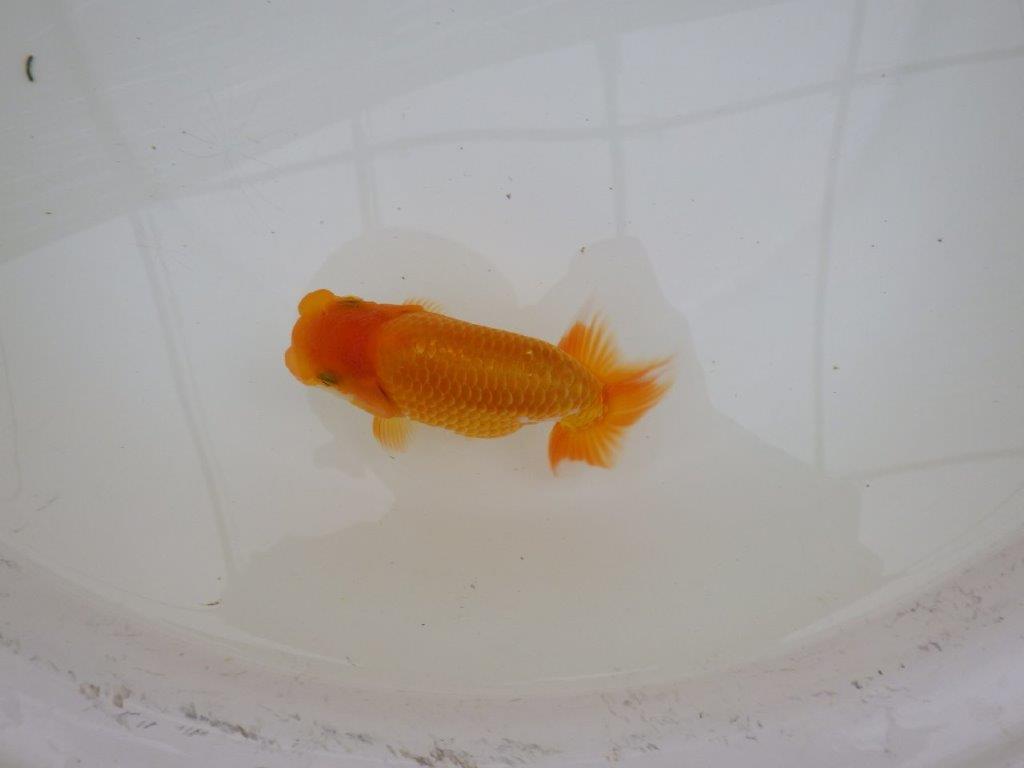 【お盆期間のセール価格・１５日まで】東大関獲得ブリーダー 当歳らんちゅうM約12,5㎝