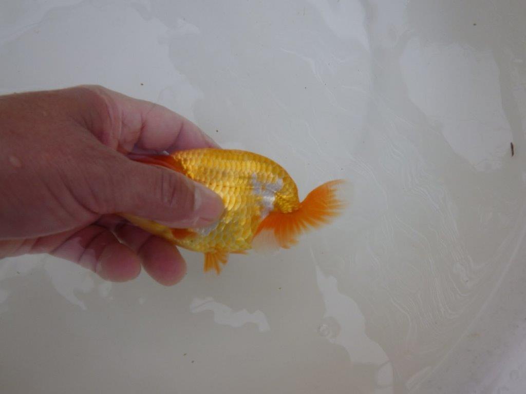 【お盆期間のセール価格・１５日まで】東大関獲得ブリーダー 当歳らんちゅうM約12,5㎝