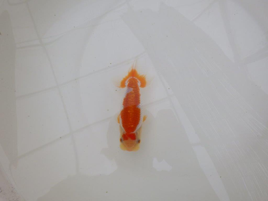 【お盆期間のセール価格・１５日まで】東大関獲得ブリーダー 当歳らんちゅうN約13㎝