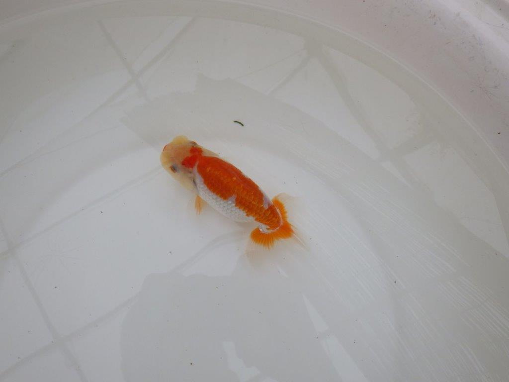 【お盆期間のセール価格・１５日まで】東大関獲得ブリーダー 当歳らんちゅうN約13㎝