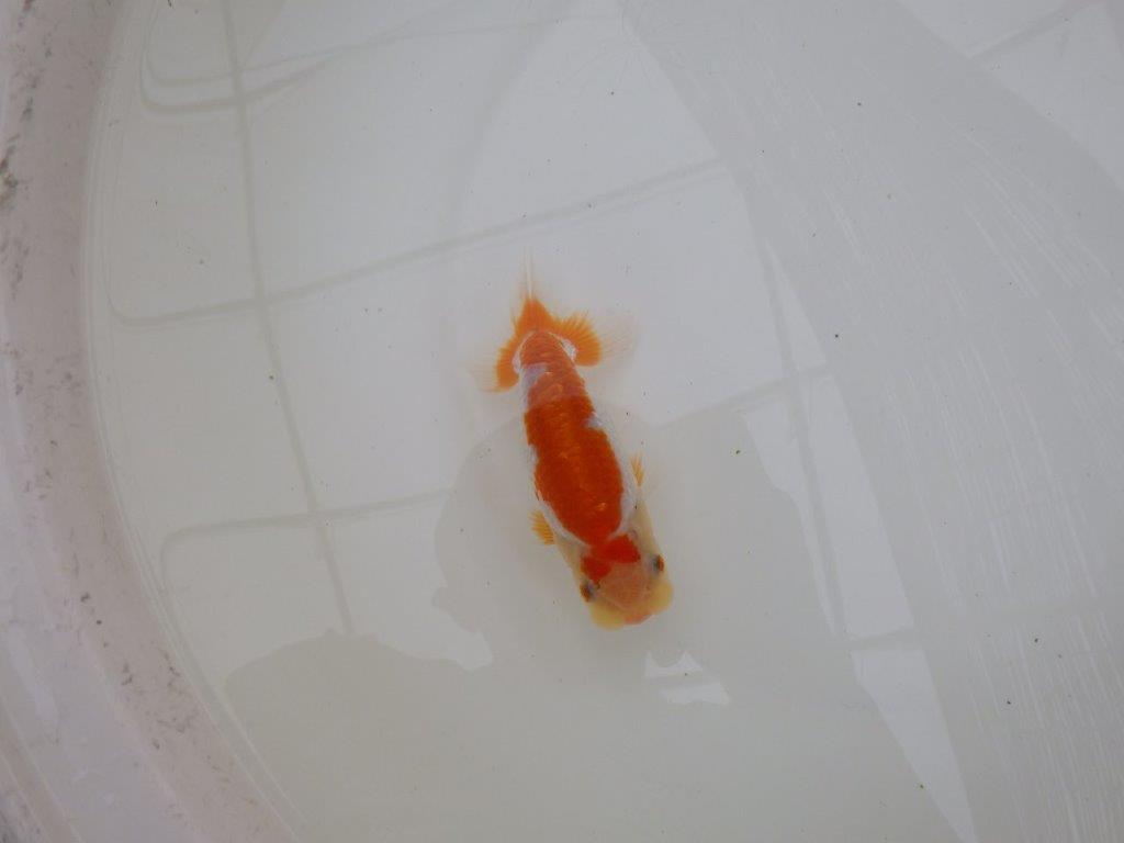 【お盆期間のセール価格・１５日まで】東大関獲得ブリーダー 当歳らんちゅうN約13㎝