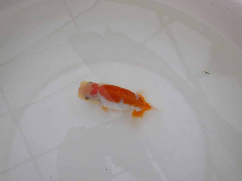 【お盆期間のセール価格・１５日まで】東大関獲得ブリーダー 当歳らんちゅうN約13㎝