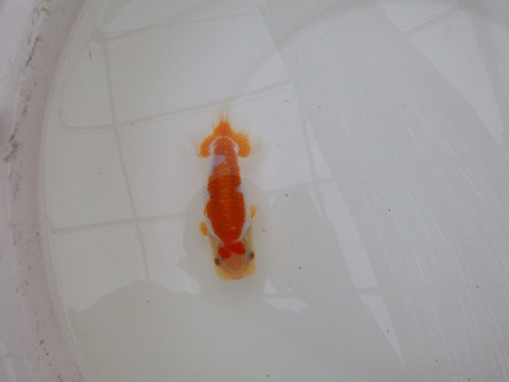 【お盆期間のセール価格・１５日まで】東大関獲得ブリーダー 当歳らんちゅうN約13㎝