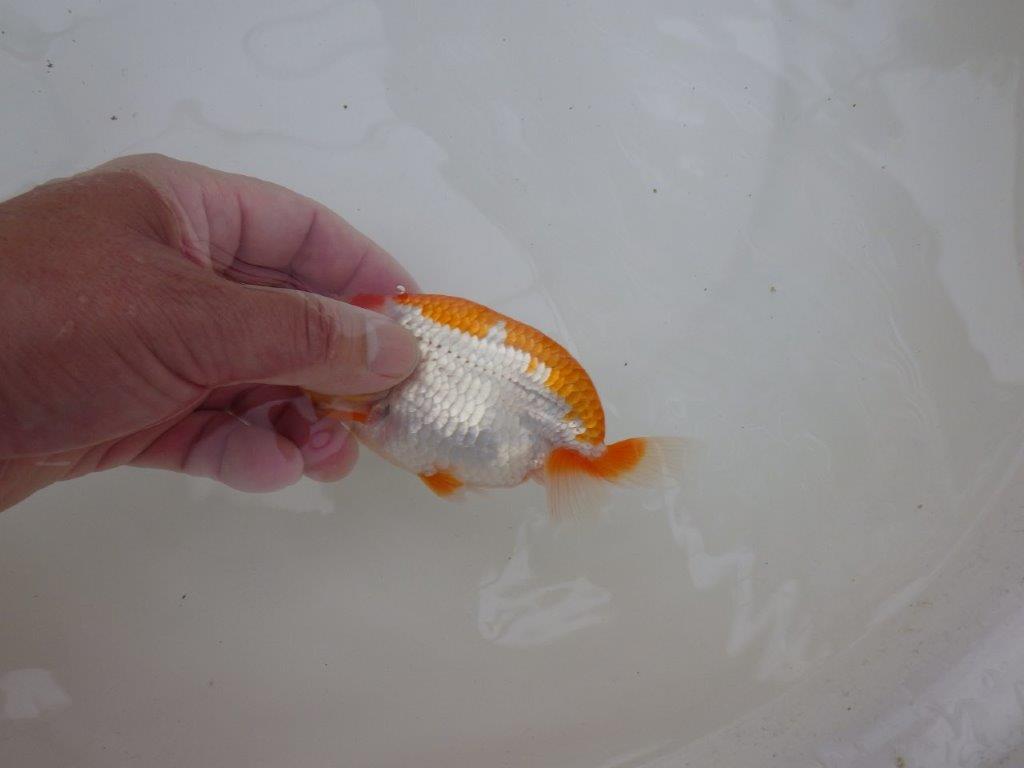【お盆期間のセール価格・１５日まで】東大関獲得ブリーダー 当歳らんちゅうN約13㎝