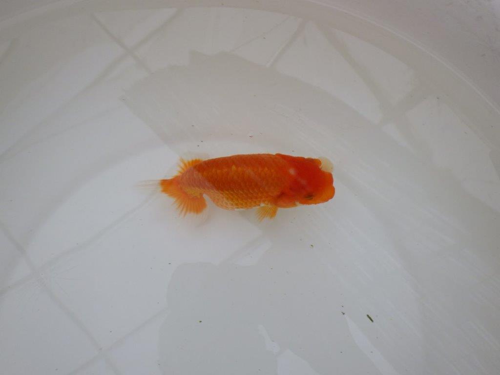 【お盆期間のセール価格・15日まで】東大関獲得ブリーダー 当歳らんちゅう0約13㎝