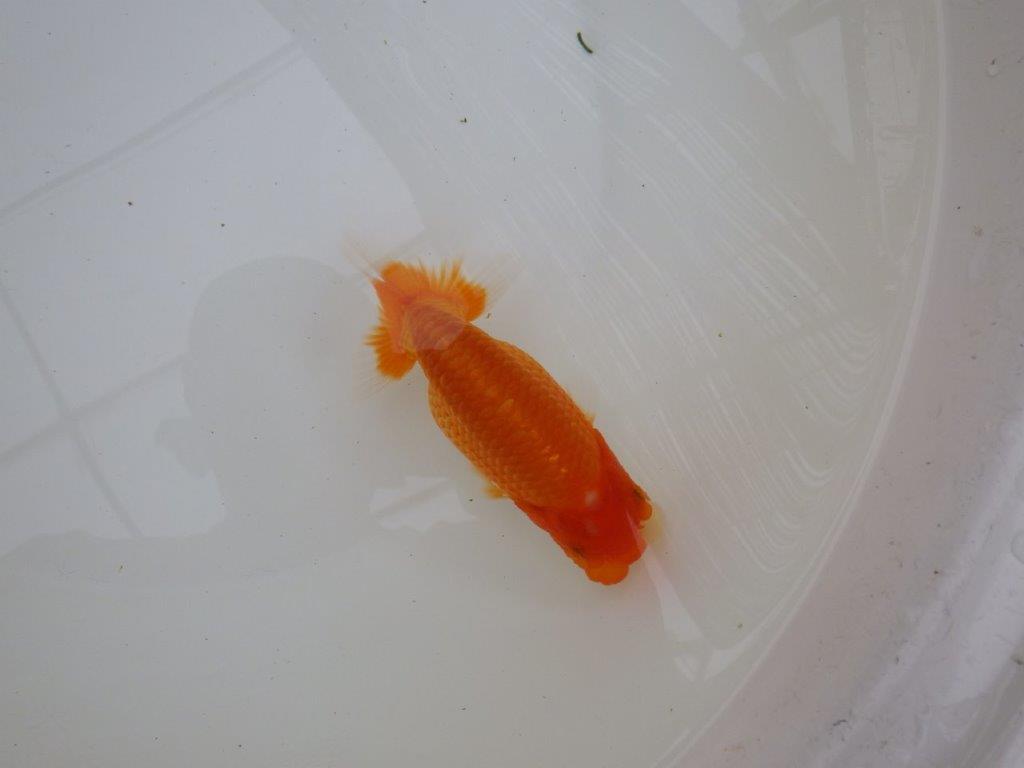 【お盆期間のセール価格・15日まで】東大関獲得ブリーダー 当歳らんちゅう0約13㎝