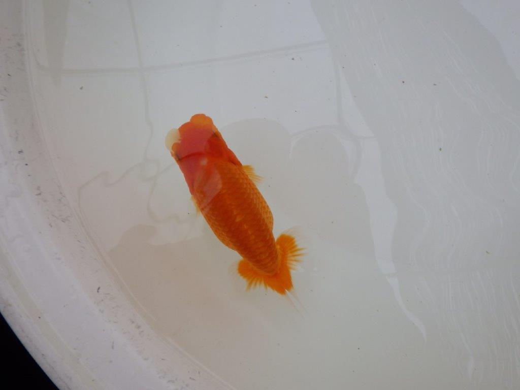 【お盆期間のセール価格・15日まで】東大関獲得ブリーダー 当歳らんちゅう0約13㎝