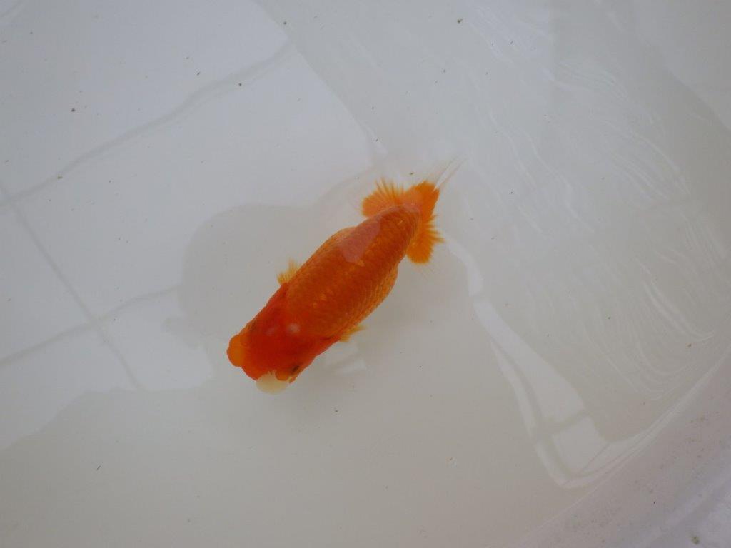 【お盆期間のセール価格・15日まで】東大関獲得ブリーダー 当歳らんちゅう0約13㎝
