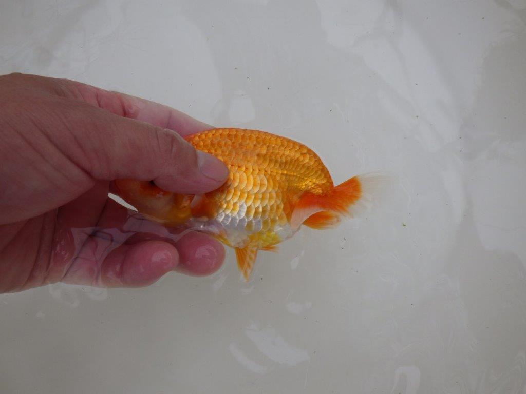 【お盆期間のセール価格・15日まで】東大関獲得ブリーダー 当歳らんちゅう0約13㎝