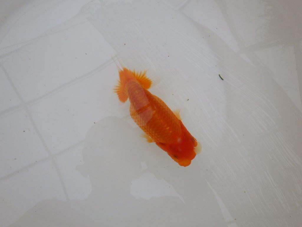 【お盆期間のセール価格・15日まで】東大関獲得ブリーダー 当歳らんちゅう0約13㎝