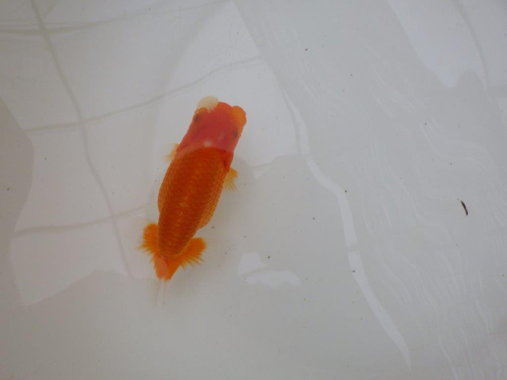 【お盆期間のセール価格・15日まで】東大関獲得ブリーダー 当歳らんちゅう0約13㎝
