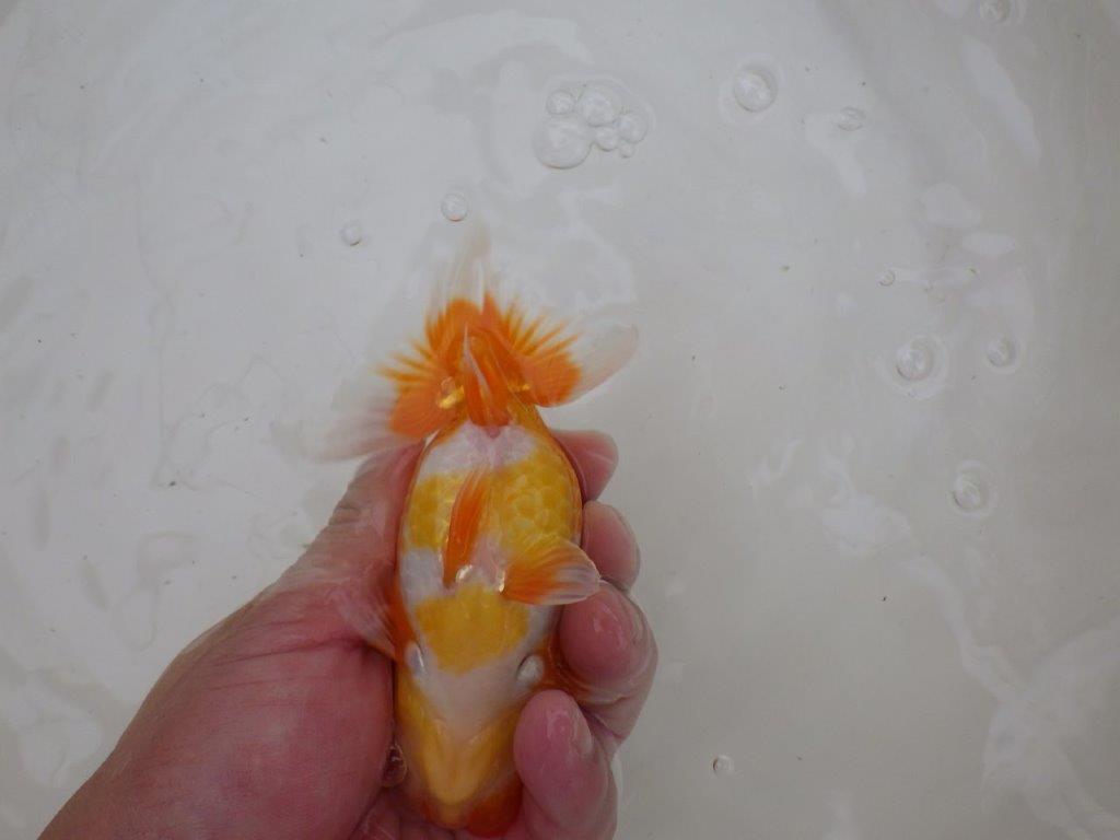 【お盆期間のセール価格・15日まで】東大関獲得ブリーダー 当歳らんちゅう0約13㎝