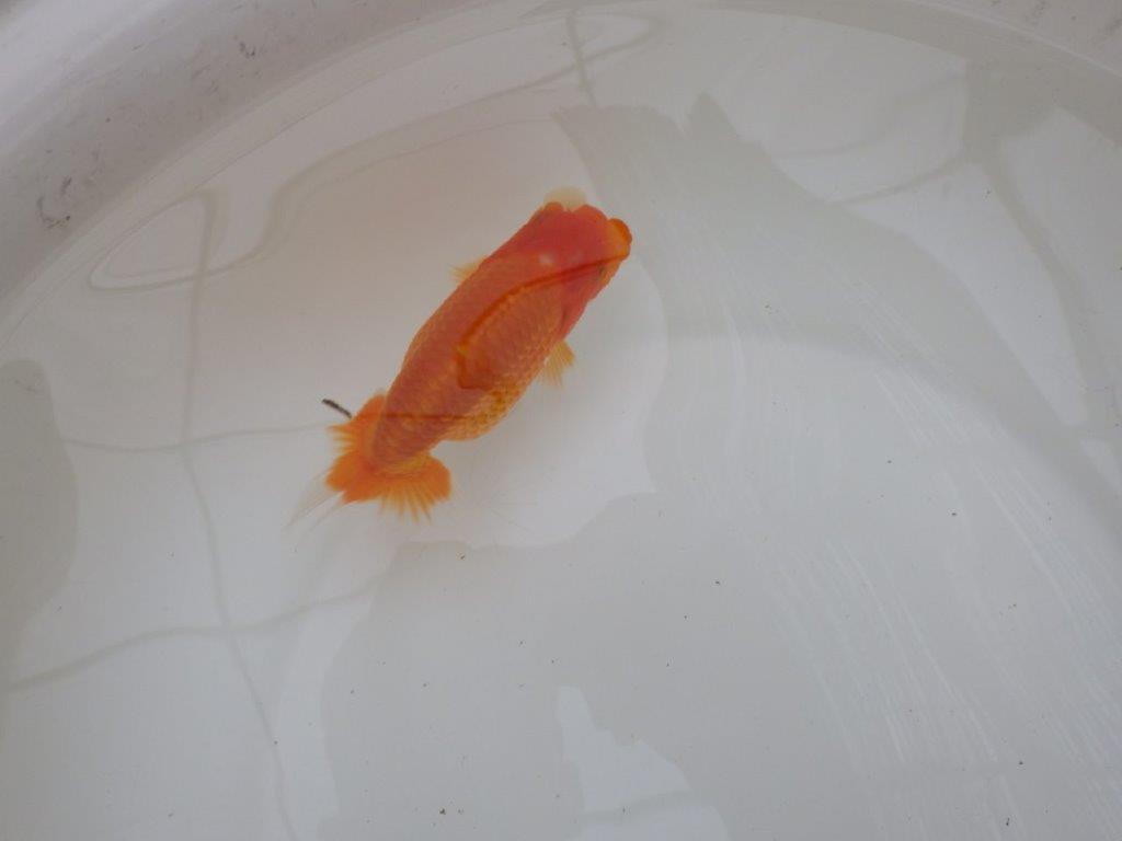 【お盆期間のセール価格・15日まで】東大関獲得ブリーダー 当歳らんちゅう0約13㎝
