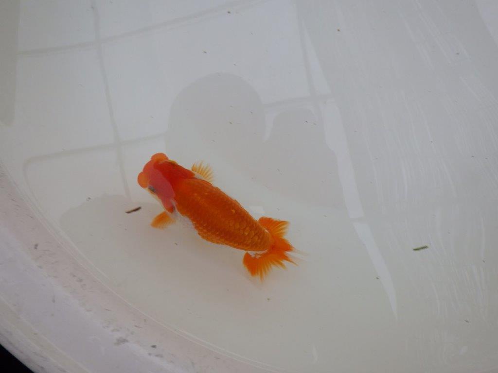 【お盆期間のセール価格・１５日まで】東大関獲得ブリーダー 当歳らんちゅうP約12,5㎝