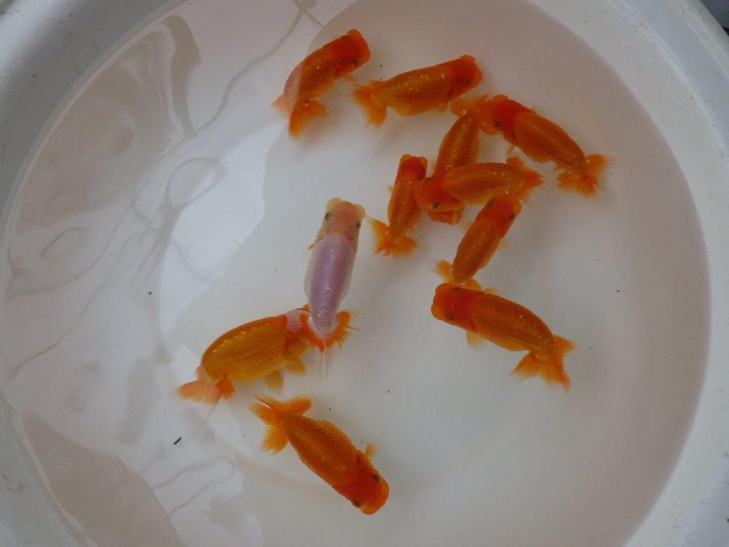 【お盆期間のセール価格・15日まで】東大関獲得ブリーダー 当歳らんちゅう2尾セット 限定5セット