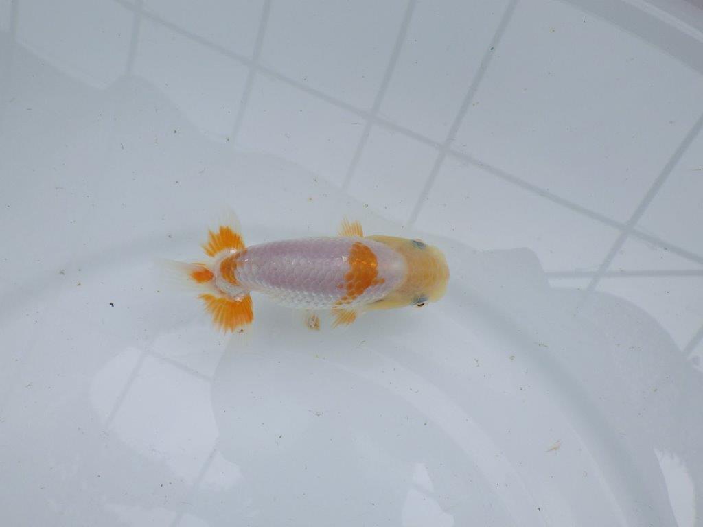 【逸品当歳らんちゅう】尾張りも良く背も綺麗で映える更紗らんちゅう　約10,5ｃｍ前後