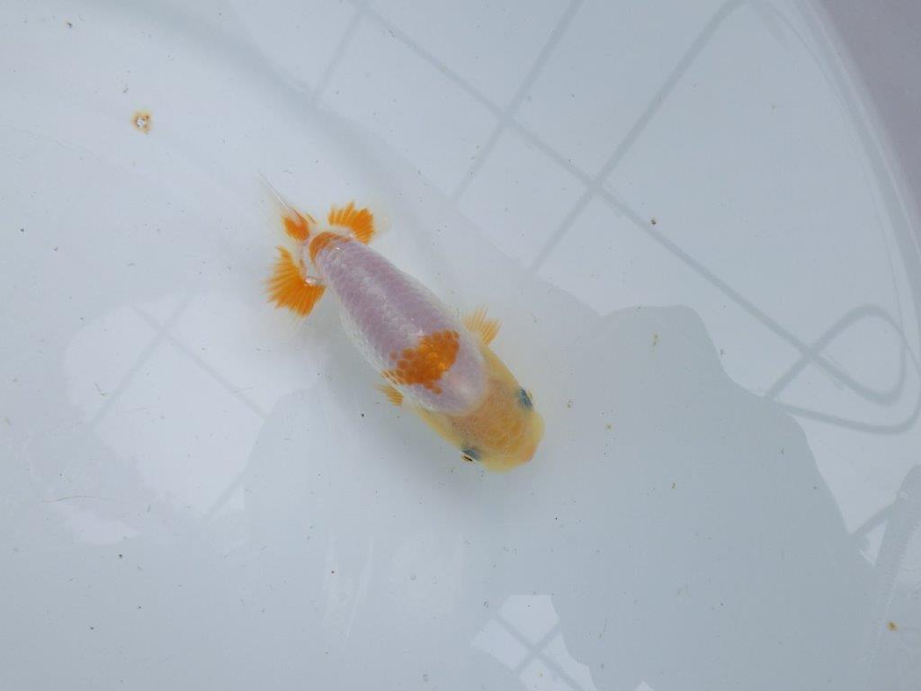 【逸品当歳らんちゅう】尾張りも良く背も綺麗で映える更紗らんちゅう　約10,5ｃｍ前後