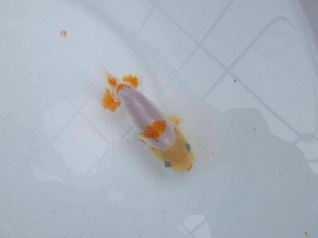 【逸品当歳らんちゅう】尾張りも良く背も綺麗で映える更紗らんちゅう　約10,5ｃｍ前後