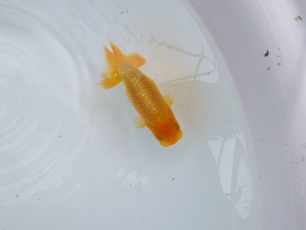【逸品当歳らんちゅう】背幅があり純粋に太さのあるらんちゅう　約11ｃｍ前後