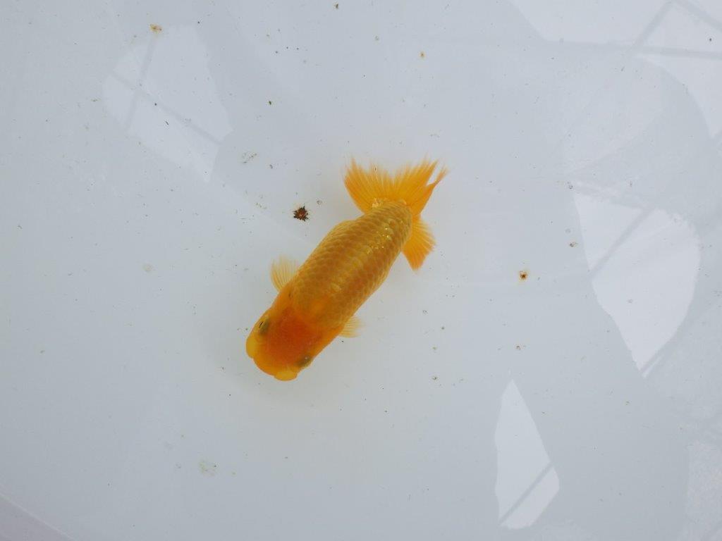 【逸品当歳らんちゅう】背幅があり純粋に太さのあるらんちゅう　約11ｃｍ前後